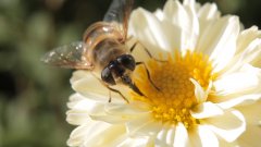 Comment les insectes pollinisent-t-ils les plantes ?