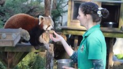 Confinement : 4 employées d'un zoo se confinent sur leur lieu de travail pour s'occuper des animaux