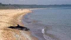 La commission européenne donne trois mois à la France pour cesser la pêche accidentelle de dauphins