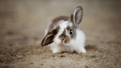 Près de Chartres, un refuge va recueillir 250 lapins de laboratoire qui seront proposés à l'adoption