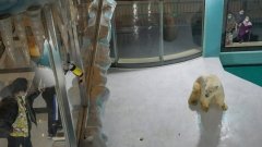 Un hôtel chinois exhibe des ours polaires pour divertir ses clients et provoque la colère de l'association Peta