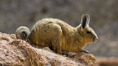 Planète extrême : la viscache des montagnes et sa danse étonnante