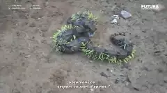Un serpent recouvert d'épines | Futura