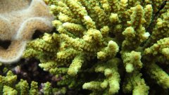Des larves de corail issues d'un clonage embryonnaire