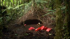 Le jardinier brun, un étrange oiseau collectionneur