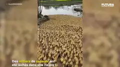 Des milliers de canards lâchés dans une rizière | Futura