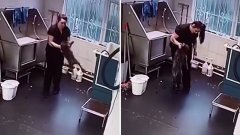 Une employée d'un salon de toilettage filmée en train de maltraiter un chien, sa patronne la dénonce