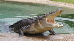 Un crocodile en colère arrache la patte d'un autre crocodile... Cruel