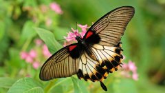 Le Jardin des papillons de Digne-les Bains