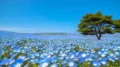 Des millions de petites fleurs bleues viennent de fleurir dans ce parc japonais et c'est à couper le souffle
