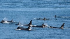 Espagne : des orques déclenchent des attaques ciblées contre des bateaux