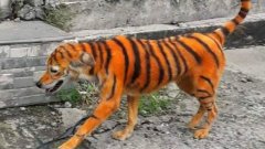 Le pelage de ce chien errant peint en orange pour ressembler à un tigre a provoqué la colère des associations