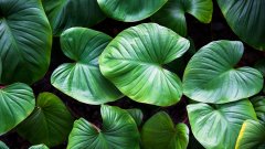 Kézako : la photosynthèse, ou comment les plantes produisent de l'oxygène