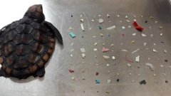 Floride : un bébé tortue retrouvé mort avec 104 morceaux de plastique dans l'estomac