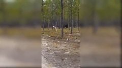Fake ou réalité ? Un homme filme un gigantesque loup de 2 mètres à la poursuite de son chien
