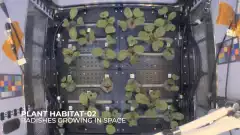Des radis qui poussent dans l'espace | Futura