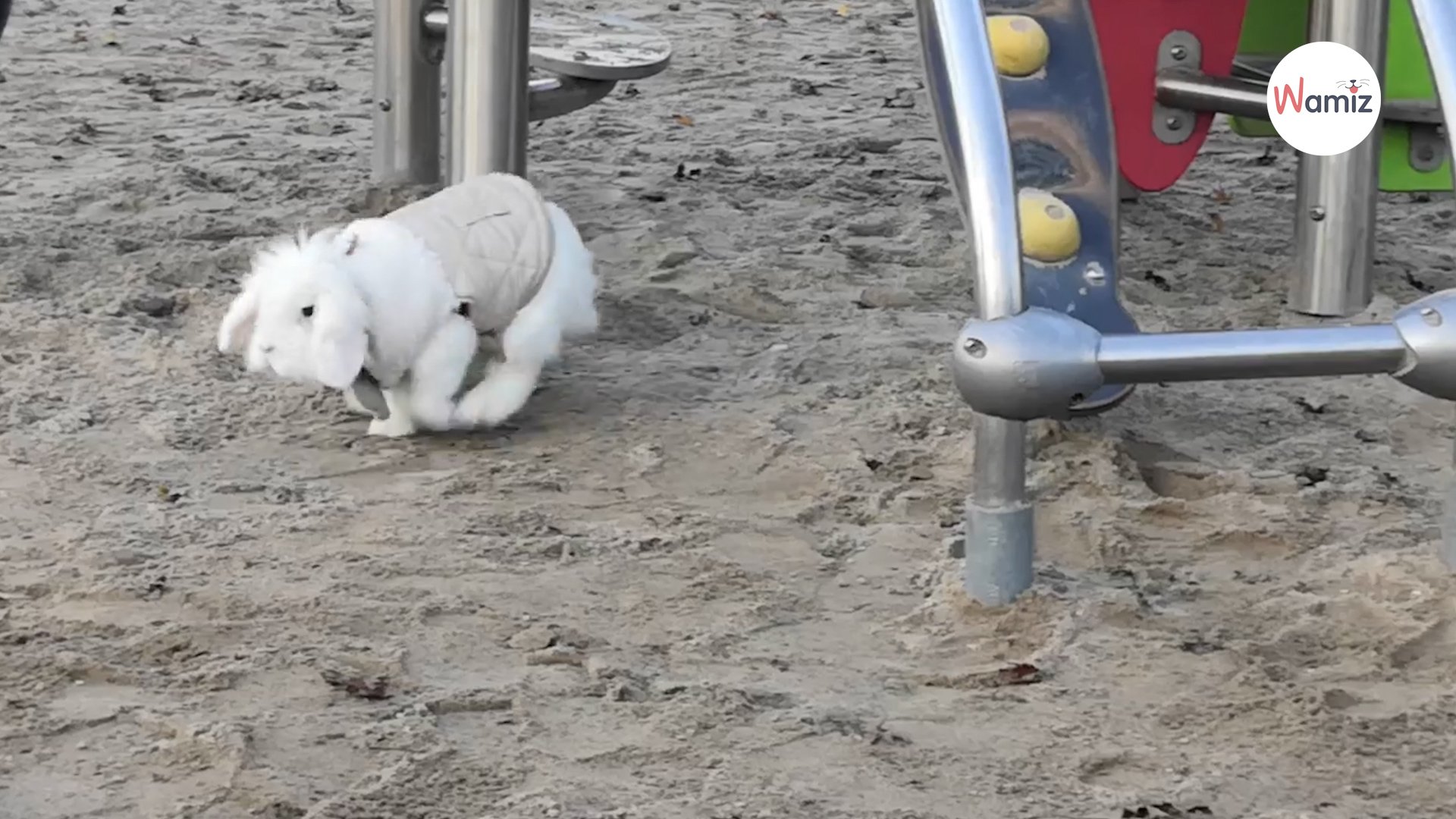 Elles promènent leurs lapins en laisse dans les parcs de Strasbourg : qui  se cache derrière le bunny gang ?