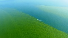 Warum sind manche Meere grün ?