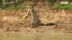 Combat entre un jaguar et un anaconda | Futura