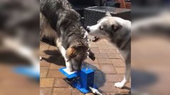Ces chiens utilisent le travail d'équipe d'une façon étonnante pour pouvoir boire de l'eau