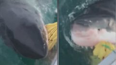 Des pêcheurs se font surprendre par un grand requin blanc qui attaque leur bateau