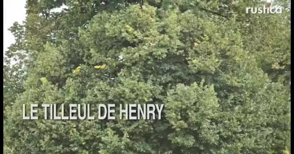 Tilleul de Henry, Tilia henryana : Plantation, Entretien