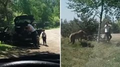 Des touristes français descendent de leur voiture avec leurs enfants en plein safari
