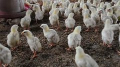 La grippe aviaire revient en chine