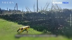 Le robot Boston Dynamics devient berger en Nouvelle Zélande | Futura
