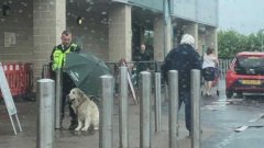 En Écosse, un agent de sécurité a utilisé son parapluie pour protéger un chien d'une grosse averse