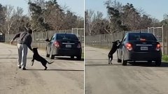 La vidéo déchirante de ce chien courant après la voiture de son maître qui vient de l'abandonner