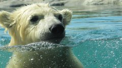 Tasul, l’ours polaire cinéaste