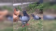 Élevé avec des poules, ce pigeon croit lui aussi en être une
