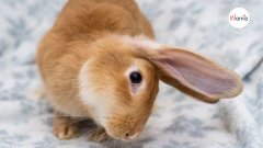 Mon lapin a la tête penchée : pourquoi et quoi faire ?