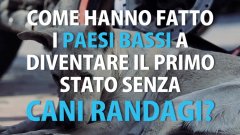 Paesi Bassi contro il randagismo