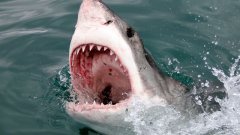 La morsure d'un grand requin blanc filmée au plus près