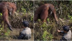 Un orang-outan tend sa main à un écologiste qu'il pensait en danger dans une rivière