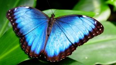 Kézako : le papillon morpho et son incroyable couleur bleue