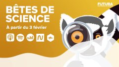 Bêtes de Science, le podcast de l'intelligence animale | Futura