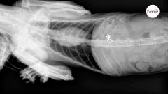 Lleva su gato herido al veterinario: lo que se ve en la radiografía lo deja en shock