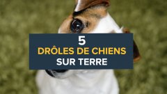 5 drôles de chiens