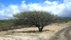 Planète extrême : le huarango, un arbre millénaire menacé d’extinction