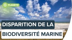 La biodiversité marine européenne, en voie de disparition ? | Futura