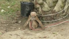 Dans une vidéo, Peta Asia dévoile le cruel dressage des singes, utilisés dans la cueillette des noix
