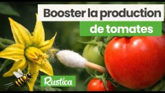 Booster la production de tomates