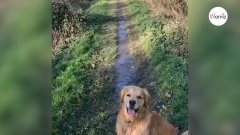 Golden retriever va a buscar el palo, cuando vuelve, trae otra cosa en la boca