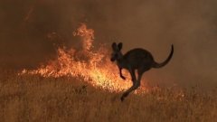 Incendies en Australie : près de 500 millions d'animaux seraient morts depuis le mois de septembre