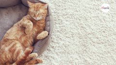 10 signes qui prouvent que votre chat est heureux