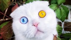 Ce chat aux yeux bicolores va vous hypnotiser