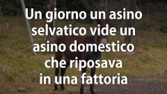 Asino selvatico e domestico